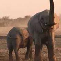 Two elephants spraying each other with dust